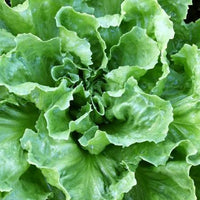 Batavian Escarole Endive Growing in Home Vegetable Garden