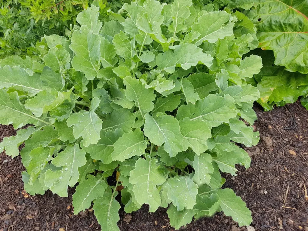 Premier Kale Seeds | Heirloom Leafy Vegetable for Garden Planting
