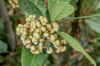 Bay Laurel Seeds Germinating in Potting Soil
