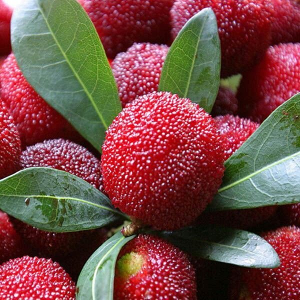 Bayberry fruits growing on lush green shrub