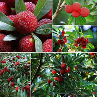 Bayberry seedlings sprouting in garden soil