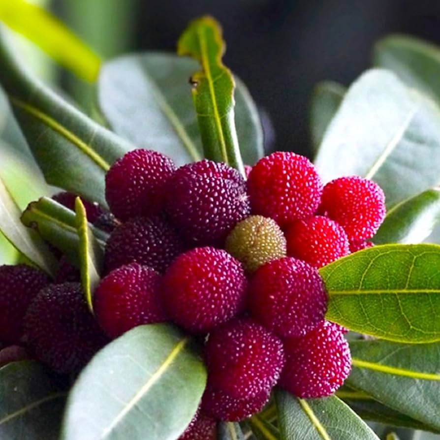 Mature Bayberry shrubs growing as natural hedges