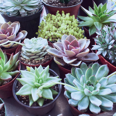 100 Pcs