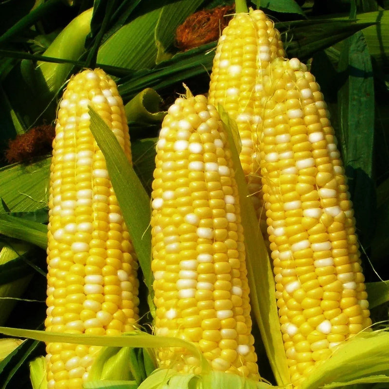 Bicolor Mirai 301BC Corn Seeds – Heirloom Non-GMO Sweet Bicolor Garden Corn