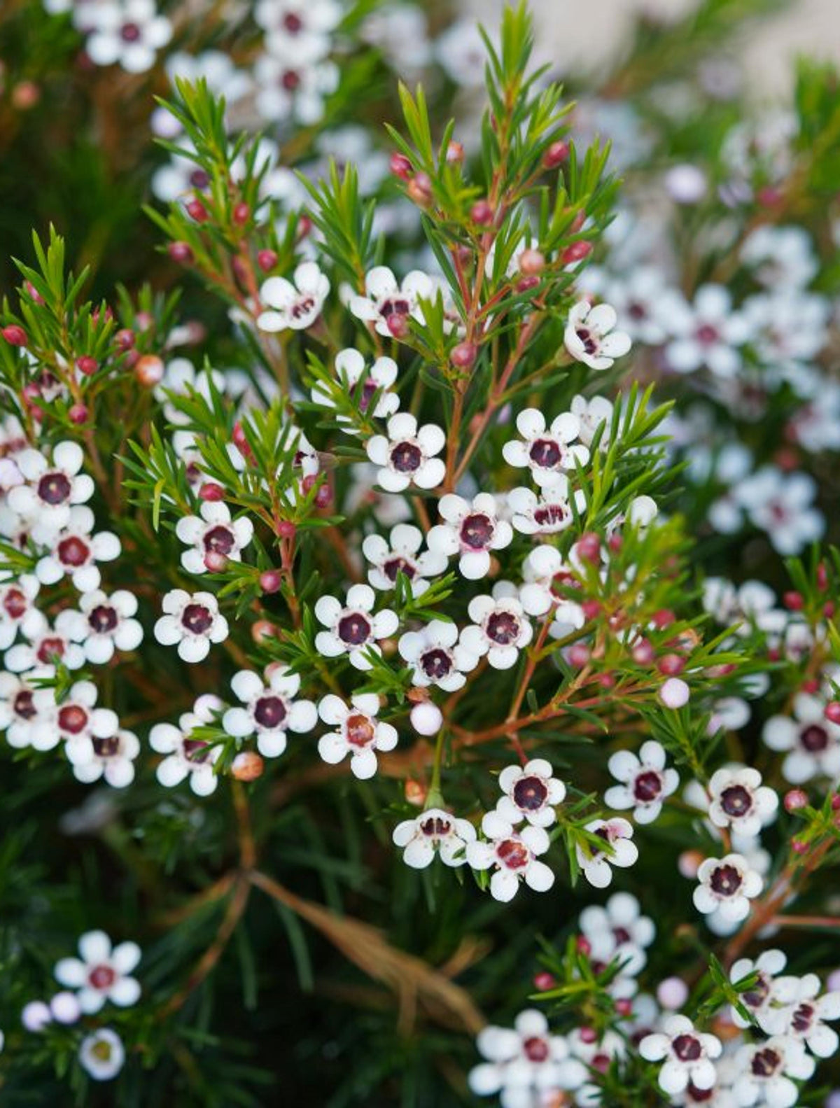 Chamelaucium Flower seeds for Planting - Cut Flower Favorite, Heirloom & GMO Free Seeds for Home Garden
 
 Sale for planting in home garden.