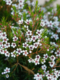 Chamelaucium Flower seeds for Planting - Cut Flower Favorite, Heirloom & GMO Free Seeds for Home Garden
 
 Sale for planting in home garden.