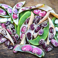 Christmas Speckled Lima Bean Seeds for Home Garden Planting | Heirloom Non-GMO