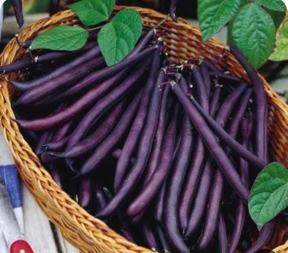 Bean seedlings sprouting from seeds
