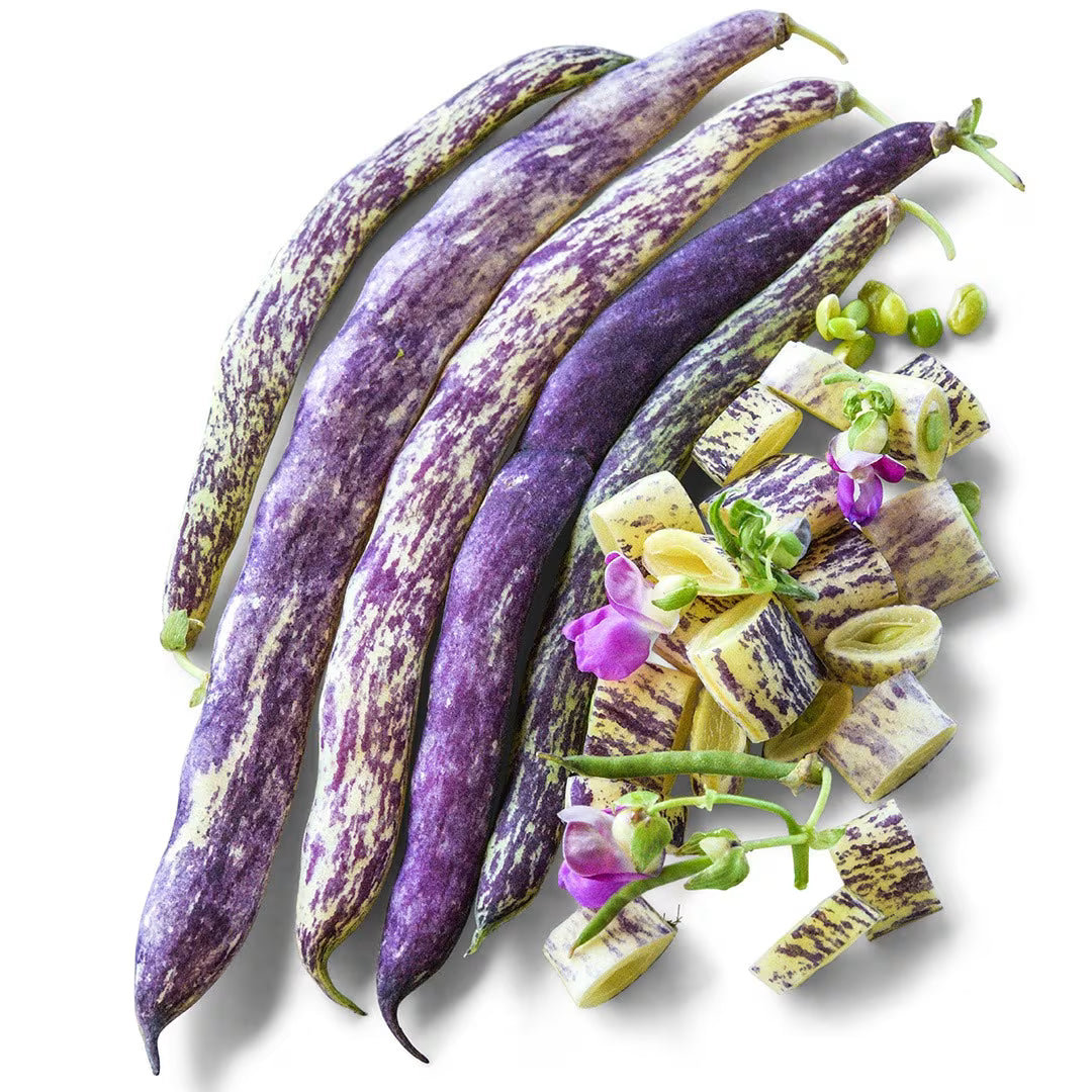 Dragon's Tongue Dutch Heirloom Bush Bean Seeds for Planting – Non-GMO Vegetable Garden Seeds