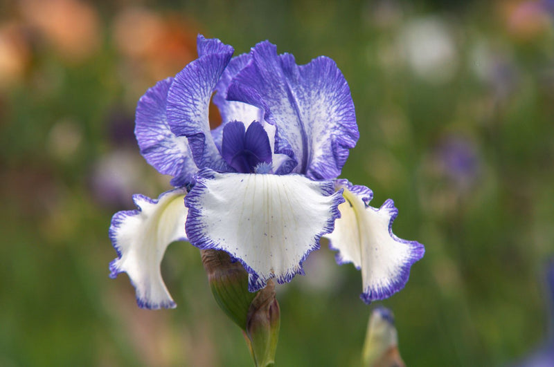 Bearded Flower Seeds for Planting – Unique Garden Blooms