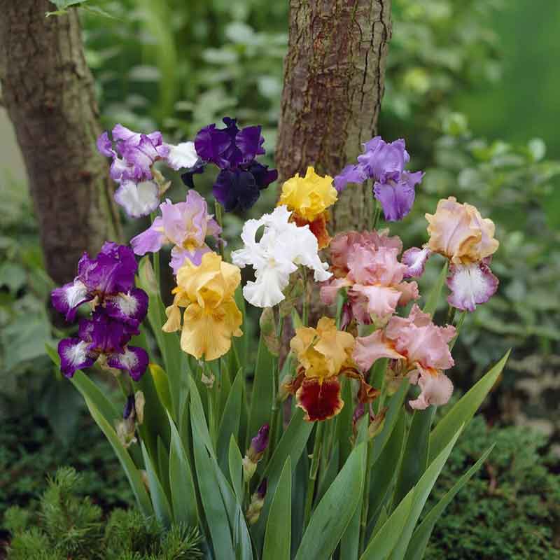 Iris plants with colorful flowers and upright green foliage