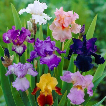 Mixed color perennial iris flowers blooming in a garden
