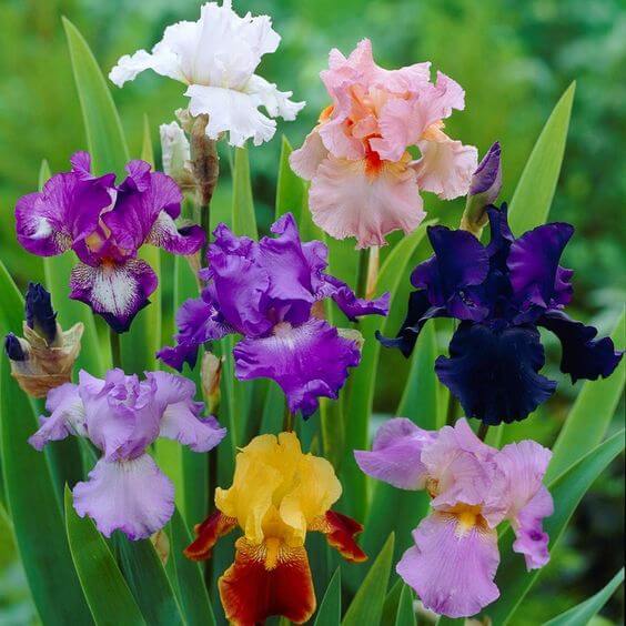 Colorful Iris flowers grown from mixed seeds in a garden setting.
