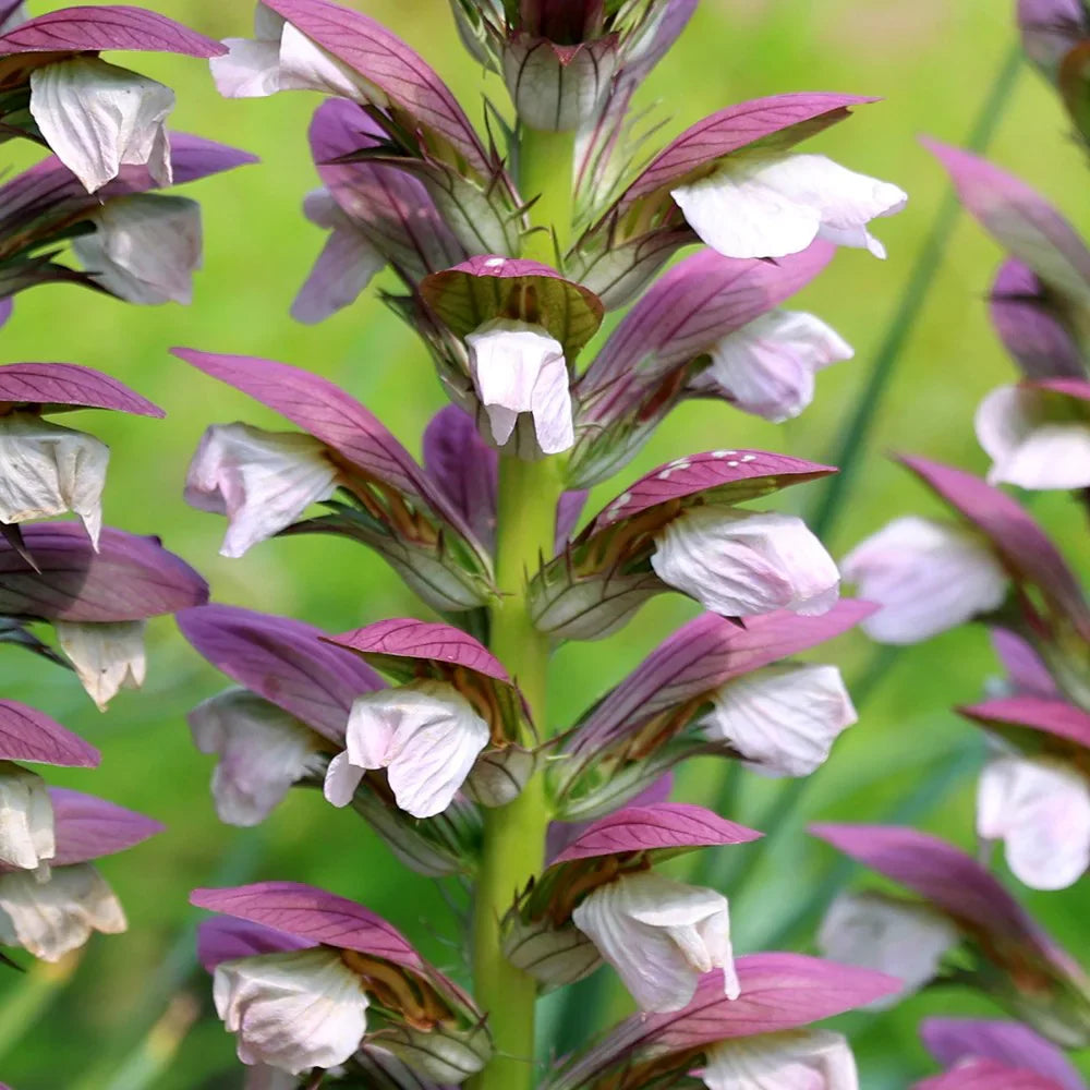 Bear’s Breeches flowers growing in a garden border