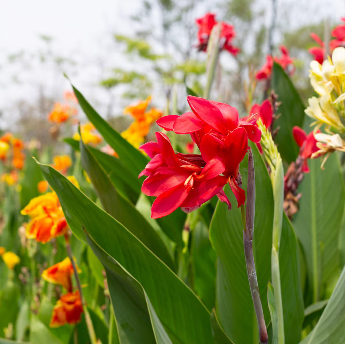 Perennial Canna Lily flower seeds with vibrant blooms for ornamental gardening.