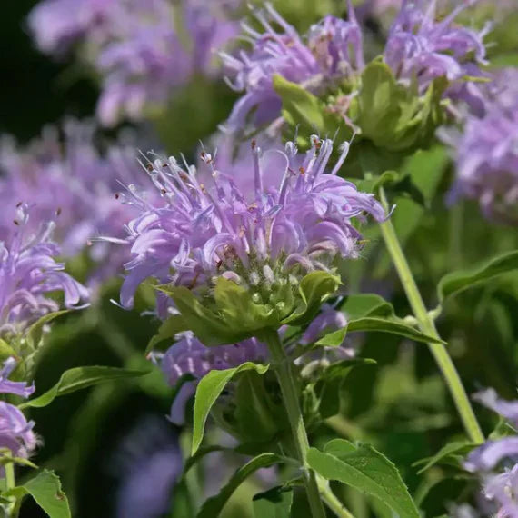 Lavender Beebal Flower seeds for Planting - Perfect for Borders, Heirloom & GMO Free Seeds for Home Garden
 
 Sale seeds for planting in home garden