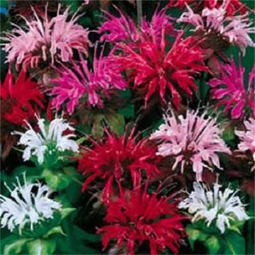 Bee Balm Mix Monarda Didyma Seeds for Garden Planting