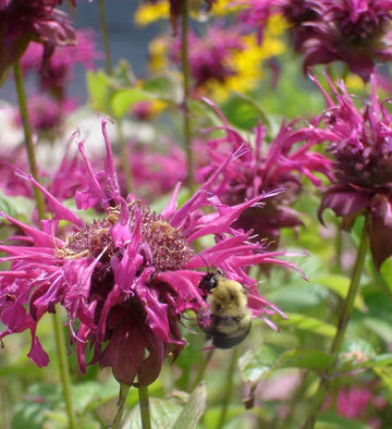 Monarda Flower seeds for Planting Perfect for Borders Heirloom & GMO Free Seeds for Home Garden