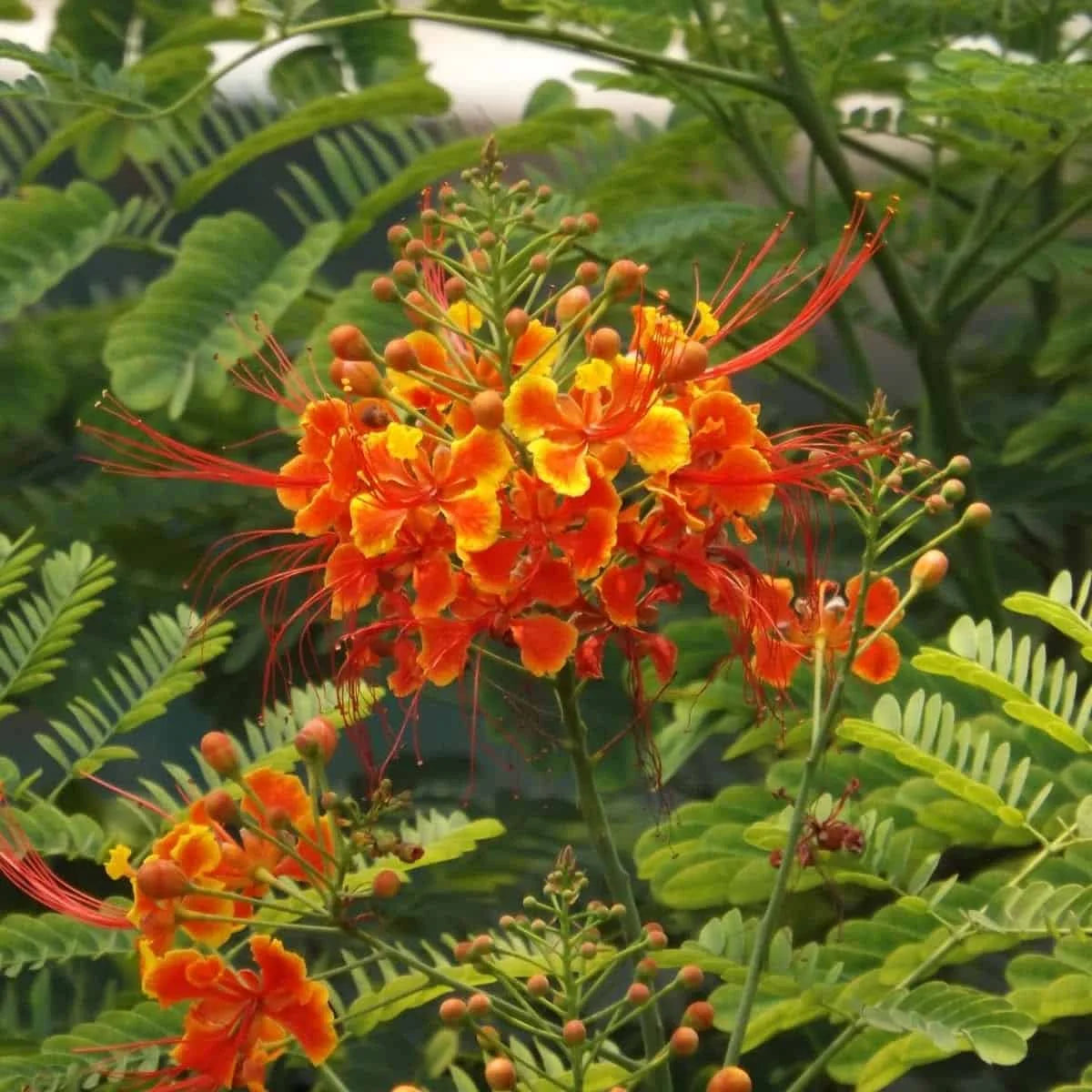 Caesalpinia Flower seeds for Planting Cottage Garden Essential Heirloom & GMO Free Seeds for Home Garden