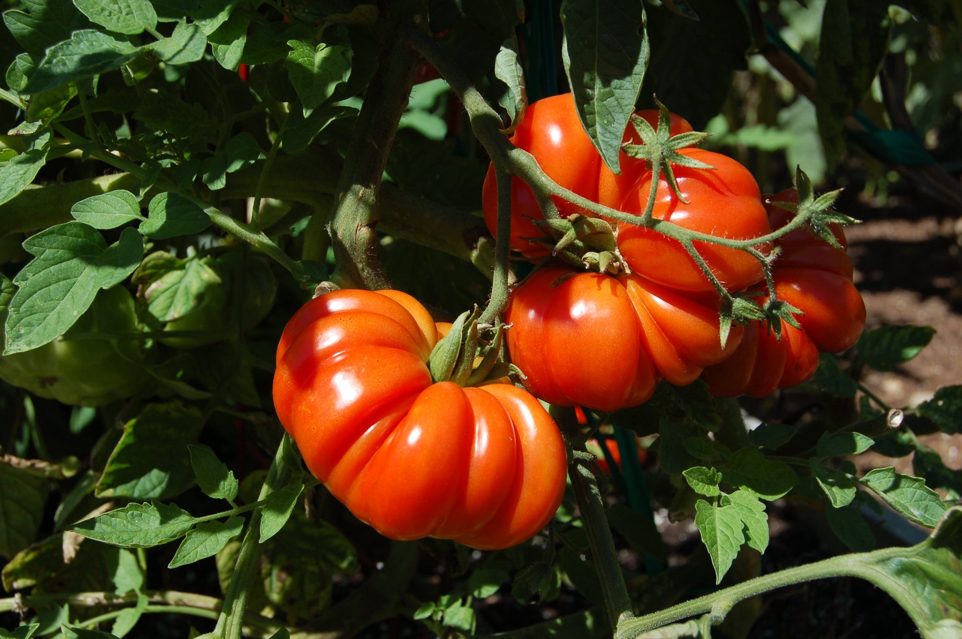 Open-pollinated Costoluto Genovese tomato seeds for raised beds and containers.