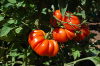 Open-pollinated Costoluto Genovese tomato seeds for raised beds and containers.