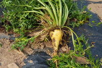 Beet seedlings sprouting from seeds