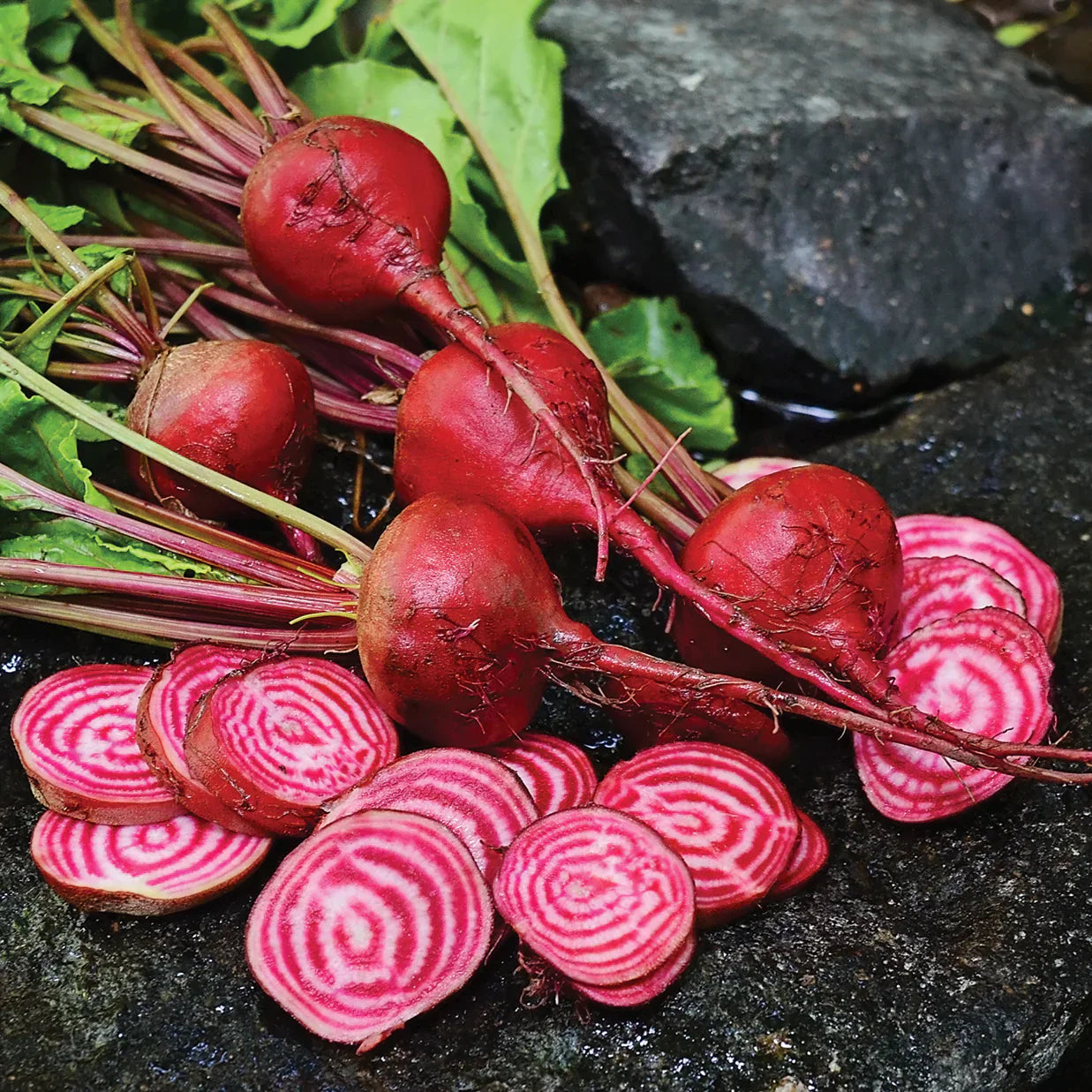 Young Chioggia Beet seedlings ready for transplant