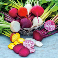 Beetroot seedlings sprouting in garden soil