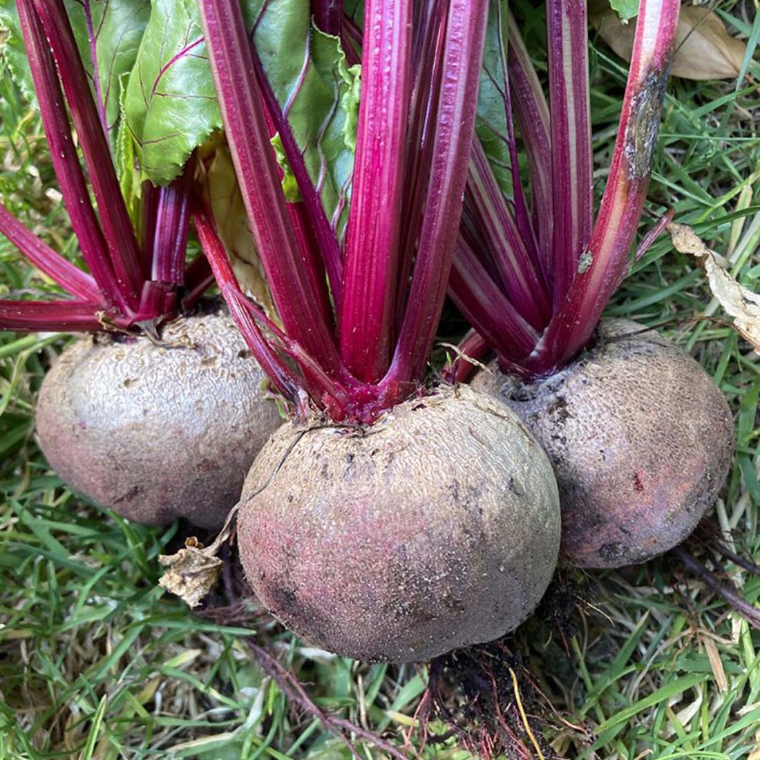 Beetroot seeds for planting in home vegetable gardens