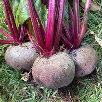 Beetroot seeds for planting in home vegetable gardens