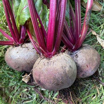 Beetroot seeds for planting in home vegetable gardens