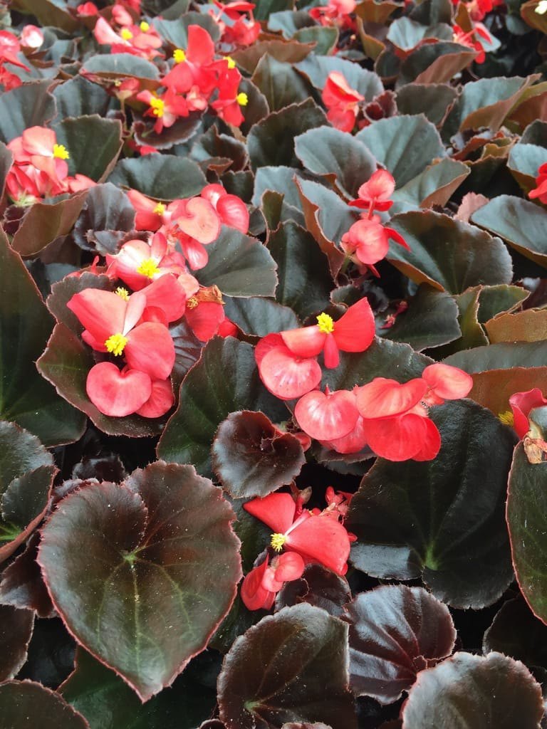 Begonia Flower seeds for Planting Cottage Garden Essential Heirloom & GMO Free Seeds for Home Garden