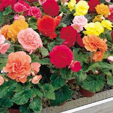 Rose mix growing with green foliage in a garden bed