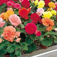 Rose mix growing with green foliage in a garden bed
