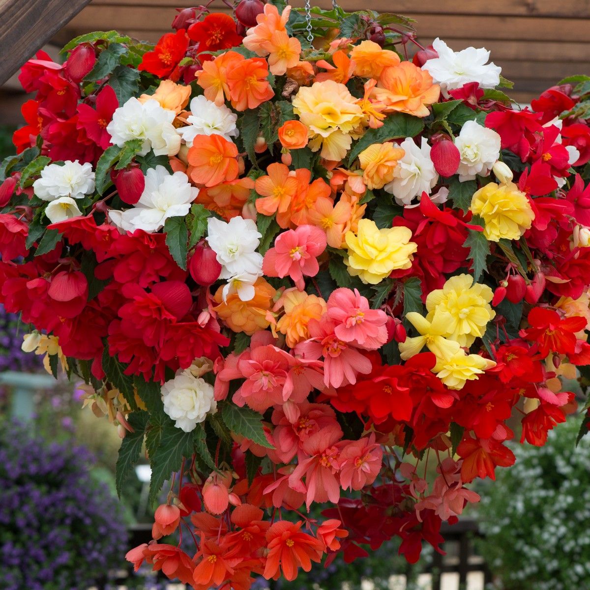 Mixed Begonia Semperflorens Flower Seeds