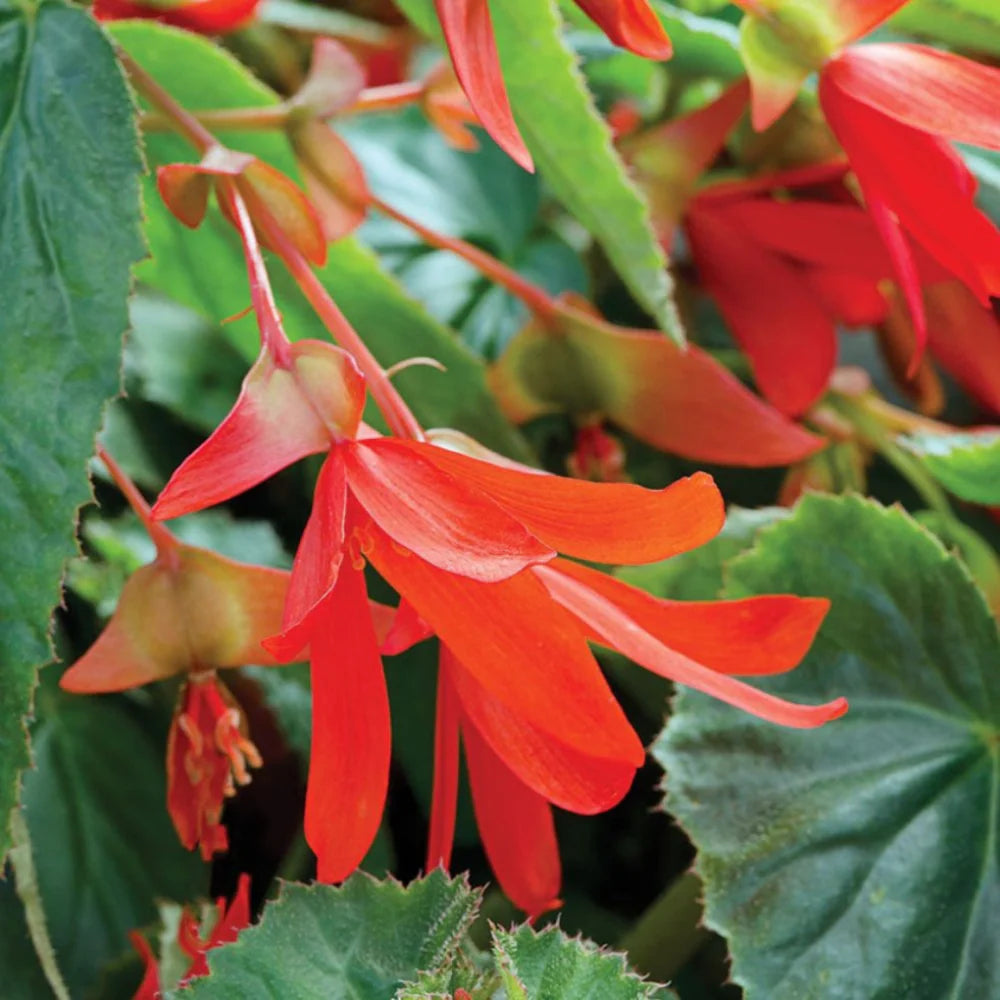 Boliviensis Flower seeds for Planting Cut Flower Favorite Heirloom & GMO Free Seeds for Home Garden