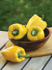 Young light yellow bell pepper seedlings ready for transplant