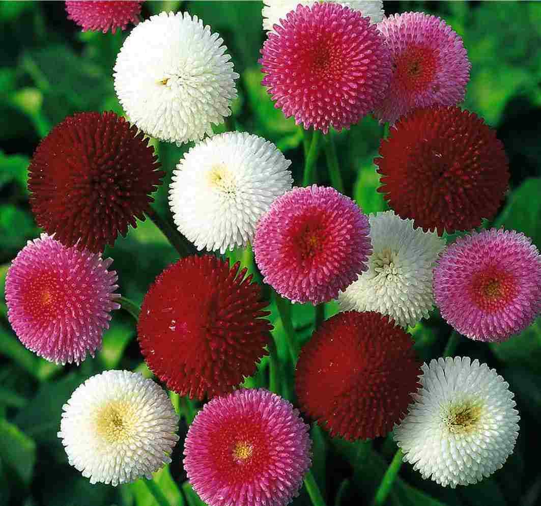 Bellis perennis Pompon Double Mix seeds for colorful garden displays.