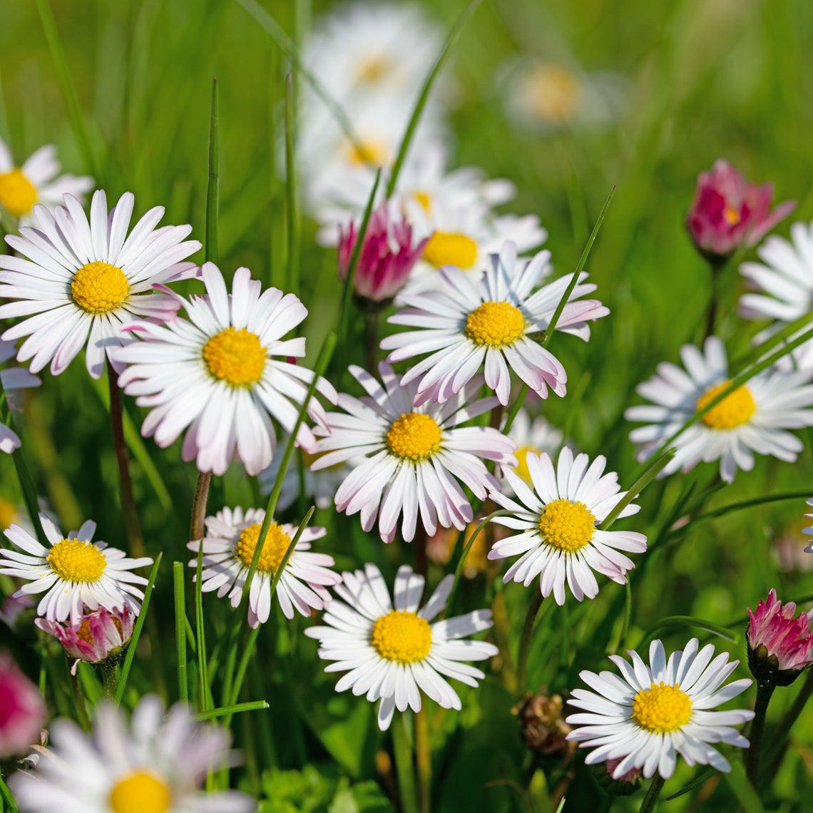 Bellis perennis wild daisy blooms suitable for meadow and border planting.