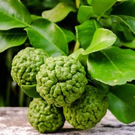 Bergamot citrus tree seeds for growing in backyard gardens and ornamental landscapes.