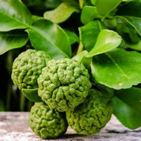 Bergamot citrus tree seeds for growing in backyard gardens and ornamental landscapes.