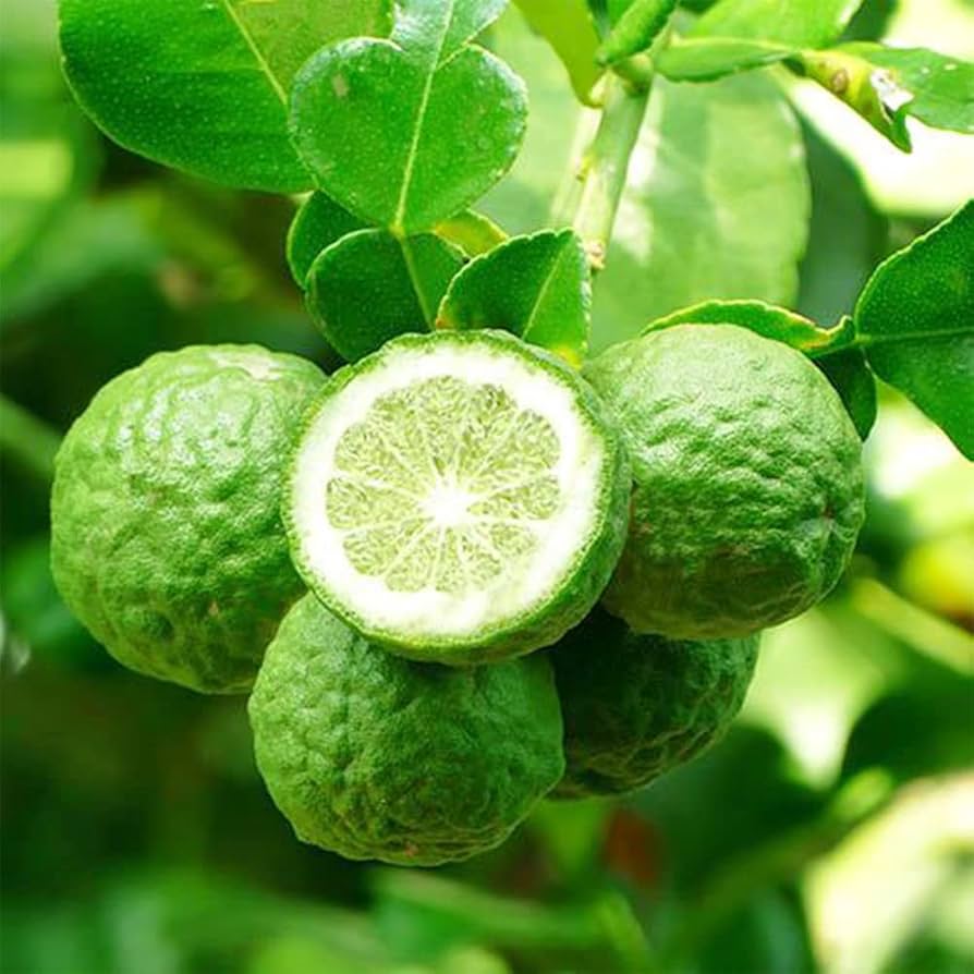 Bergamot fruit seeds for planting in home gardens and citrus orchards.