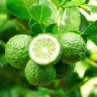 Bergamot fruit seeds for planting in home gardens and citrus orchards.