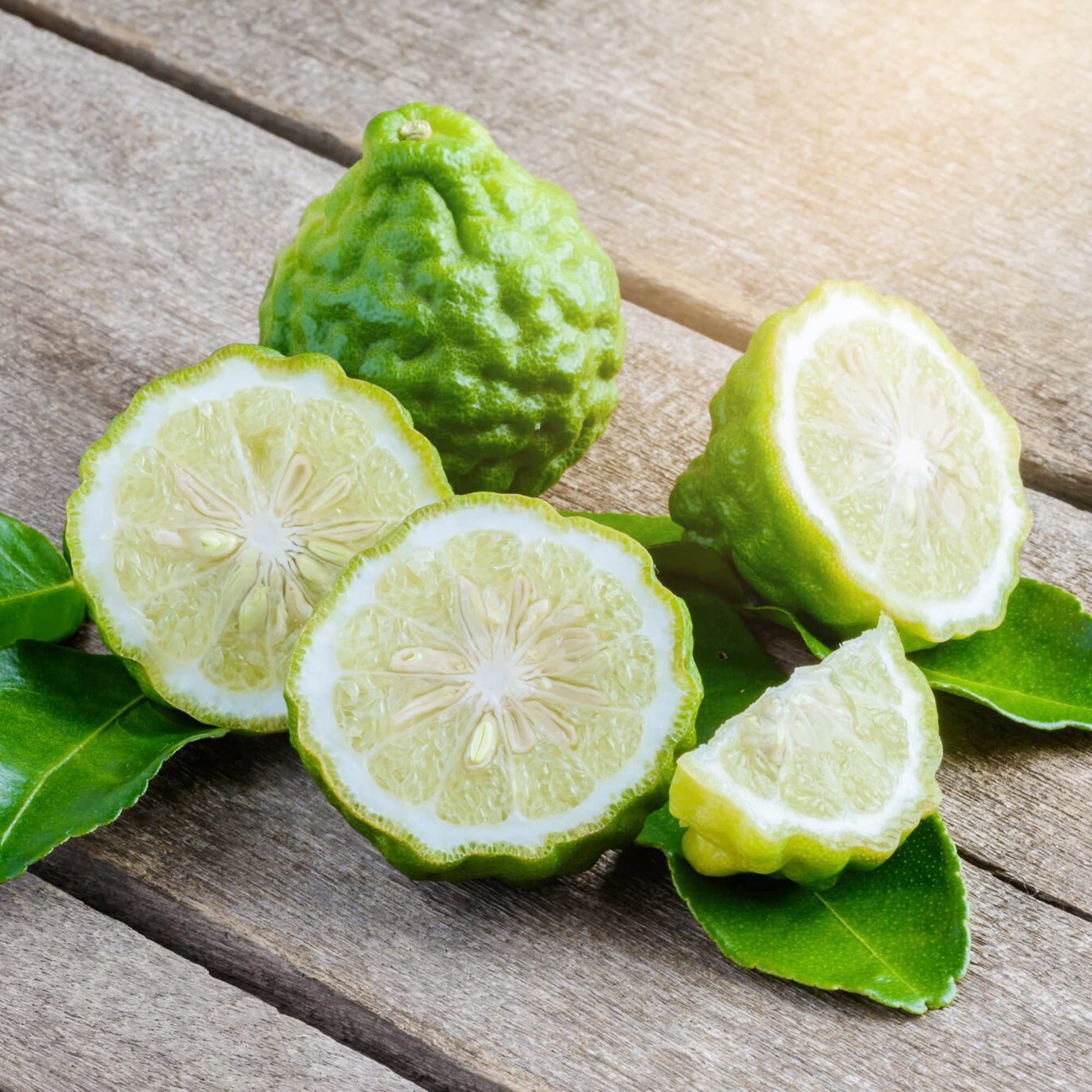 Bergamot Orange tree with glossy green leaves and citrus fruit growing outdoors.