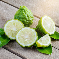 Bergamot Orange tree with glossy green leaves and citrus fruit growing outdoors.