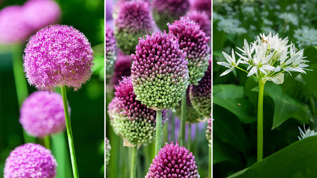 Allium bulbs growing in an attractive garden border

