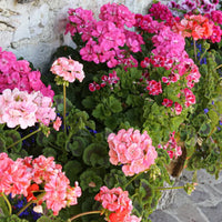 Green Geranium Flower seeds for Planting - Easy to Grow, Heirloom & GMO Free Seeds for Home Garden