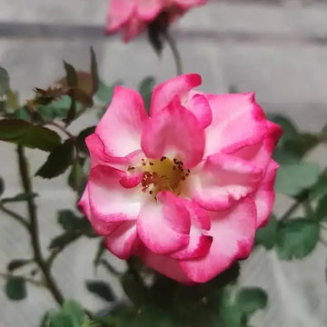 Betty Boop Rose Flower seeds for Planting - Compact Growth, Heirloom & GMO Free Seeds for Home Garden
 
 Sale seeds for home garden