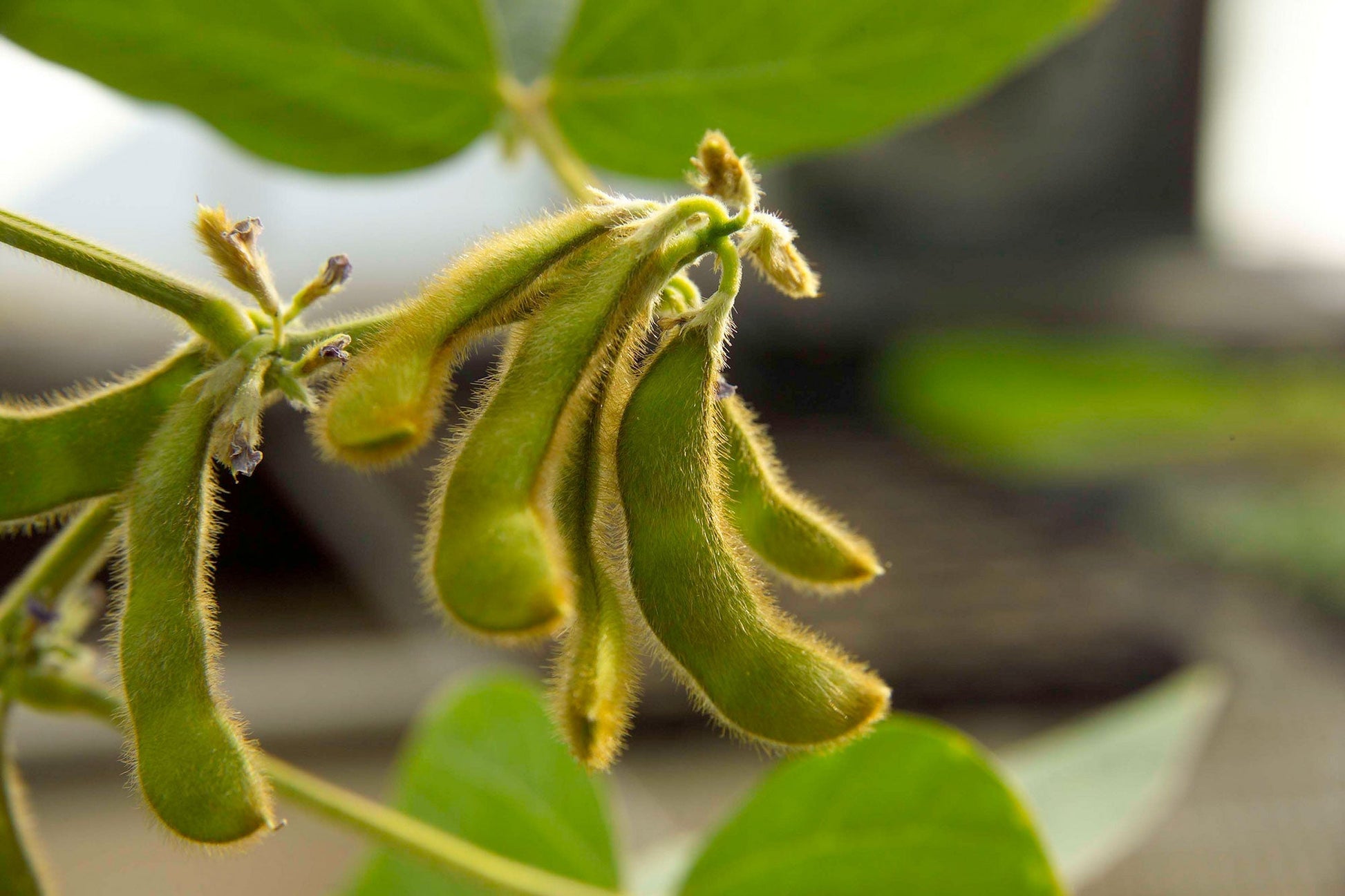 Soybean grain seeds for garden and outdoor planting