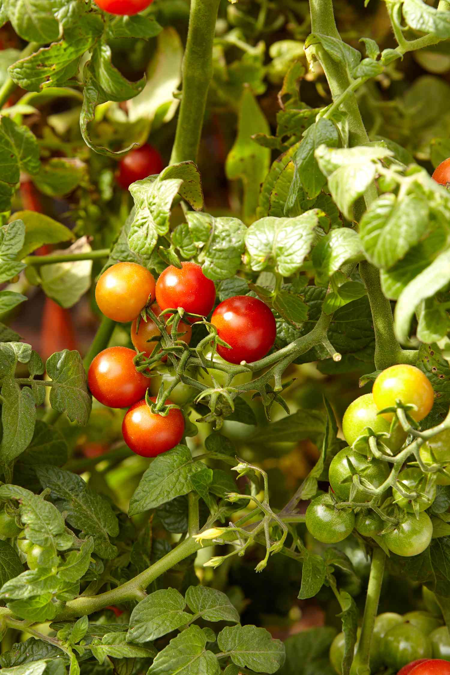 Heirloom Sweetie Cherry Tomato plant with clusters of ripe cherry tomatoes